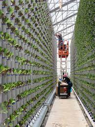 Ba dạng khác nhau của vertical farming